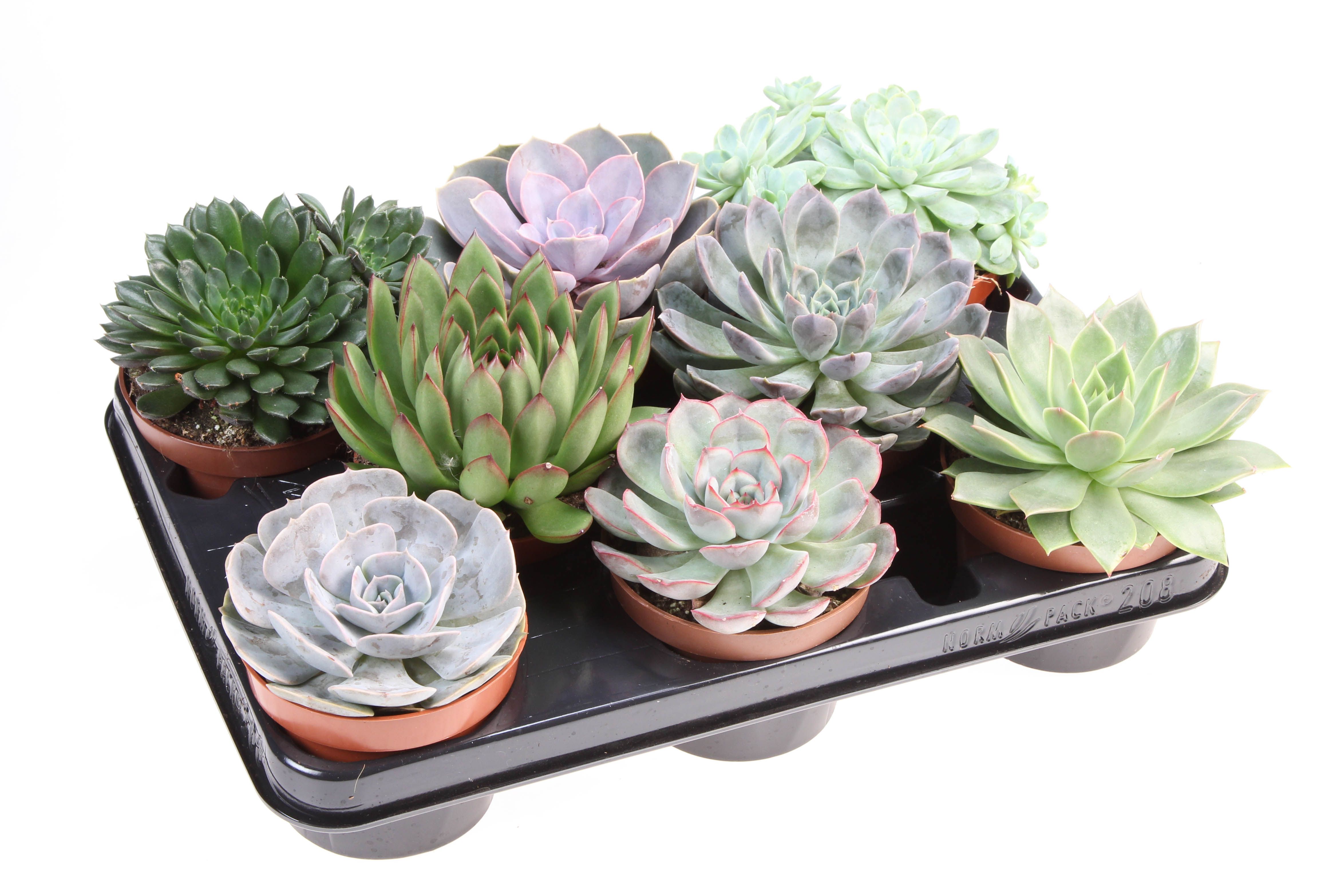 Горшечные цветы и растения оптом Echeveria Mix от 8шт из Голландии с доставкой по России