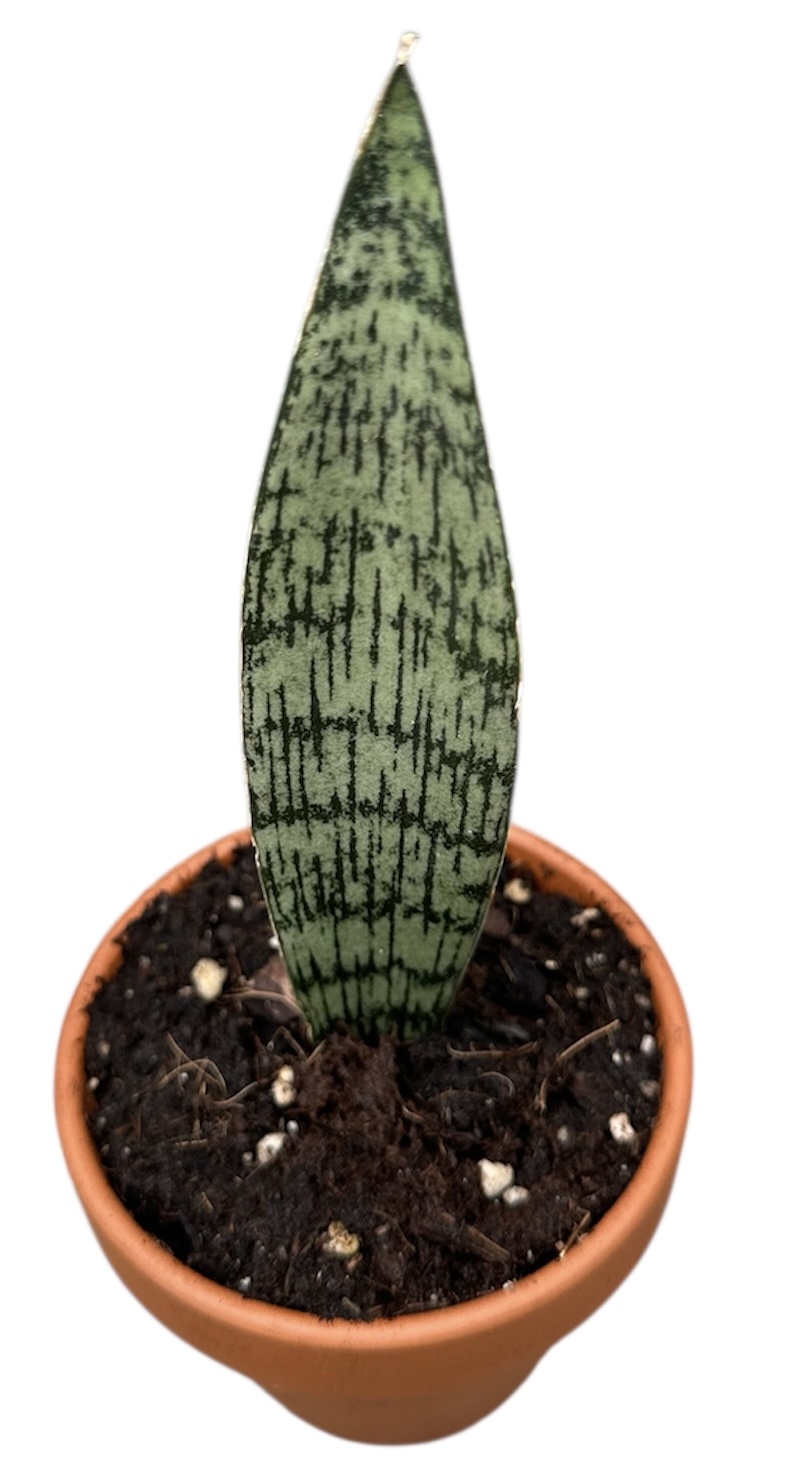 Горшечные цветы и растения оптом Sansevieria Everest от 1шт (для телеги) из Голландии с доставкой по России