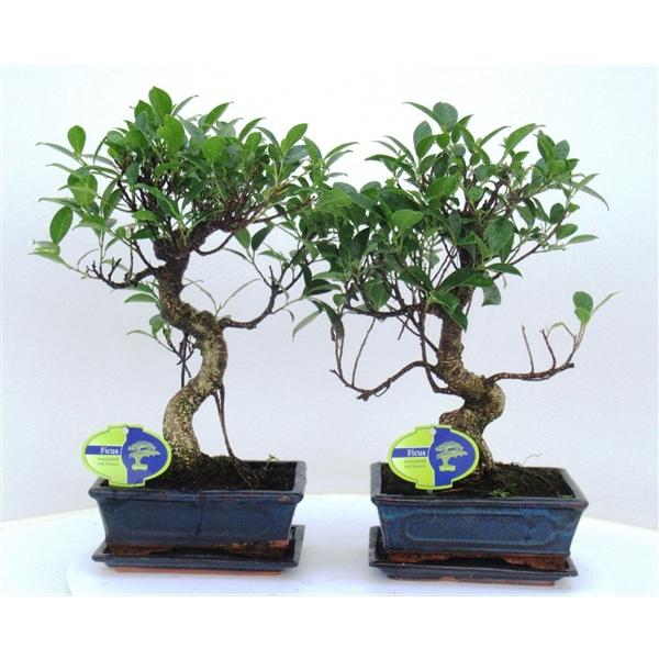 Горшечные цветы и растения оптом Bonsai Ficus Retusa, 20cm., Shape, With Drip Tray от 6шт из Голландии с доставкой по России