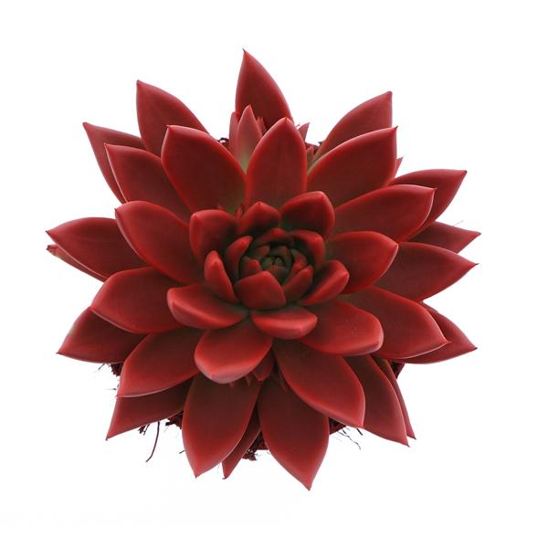 Горшечные цветы и растения оптом Echeveria Rainbow Red от 6шт из Голландии с доставкой по России