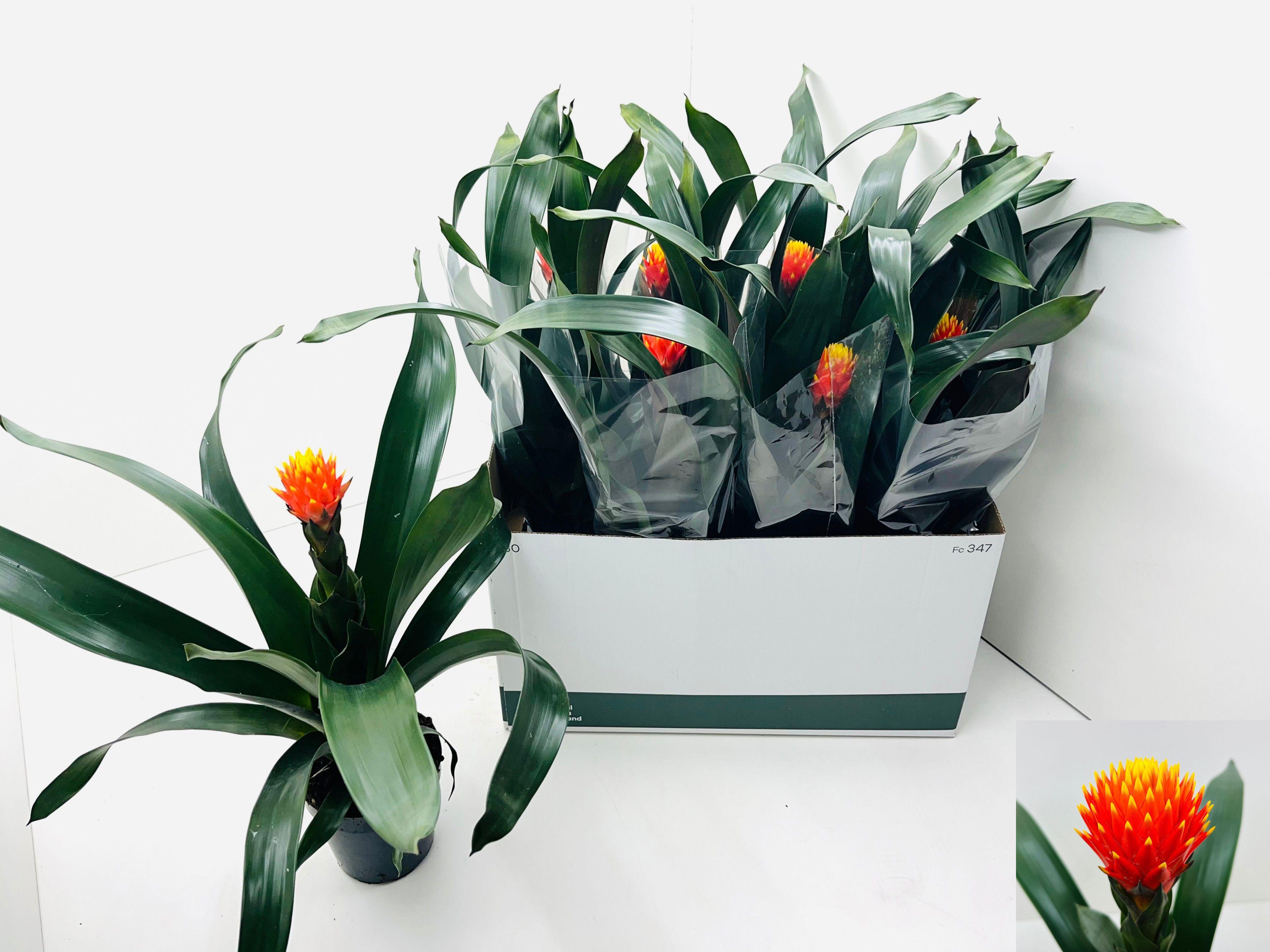 Горшечные цветы и растения оптом Guzm Conifera от 8шт из Голландии с доставкой по России