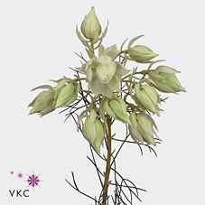 Срезанные цветы оптом Cape green serruria blushing bride от 50шт из Голландии с доставкой по России