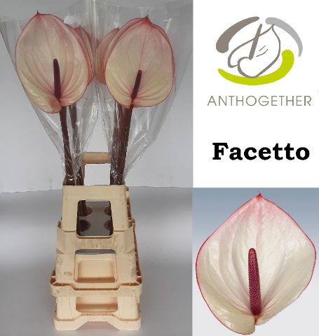 Срезанные цветы оптом Anthurium facetto от 20шт из Голландии с доставкой по России