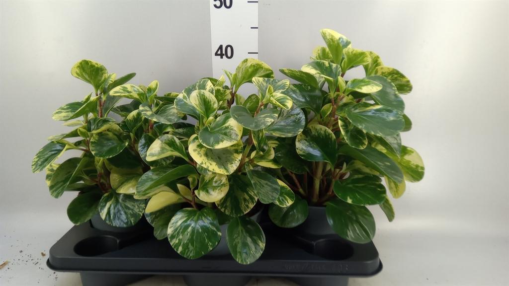 Горшечные цветы и растения оптом Peperomia Obt. variegata от 3шт из Голландии с доставкой по России