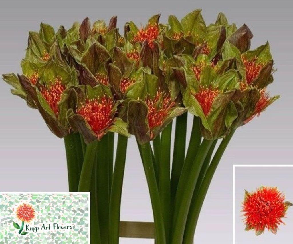 Срезанные цветы оптом Scadoxus torch от 20шт из Голландии с доставкой по России