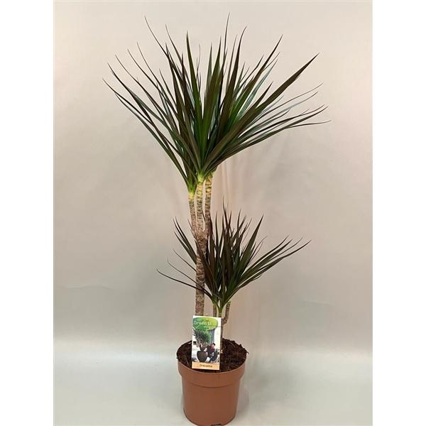 Горшечные цветы и растения оптом Drac Magenta 30-15 от 1шт из Голландии с доставкой по России