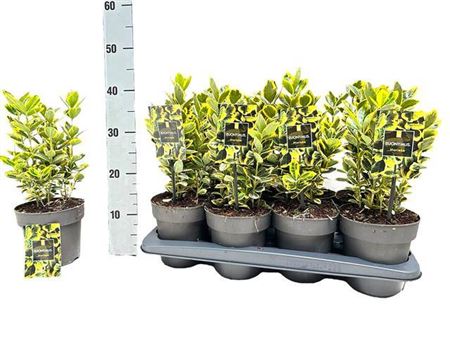 Горшечные цветы и растения оптом Euon Jap Marieke от 8шт из Голландии с доставкой по России