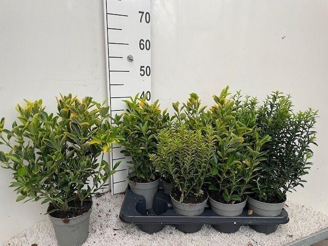 Горшечные цветы и растения оптом Euonymus Jap Gem от 8шт из Голландии с доставкой по России