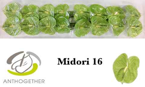 Срезанные цветы оптом Anthurium midori от 16шт из Голландии с доставкой по России