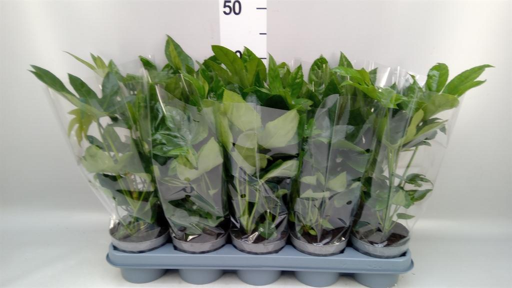 Горшечные цветы и растения оптом Fatsia Japonica от 10шт из Голландии с доставкой по России