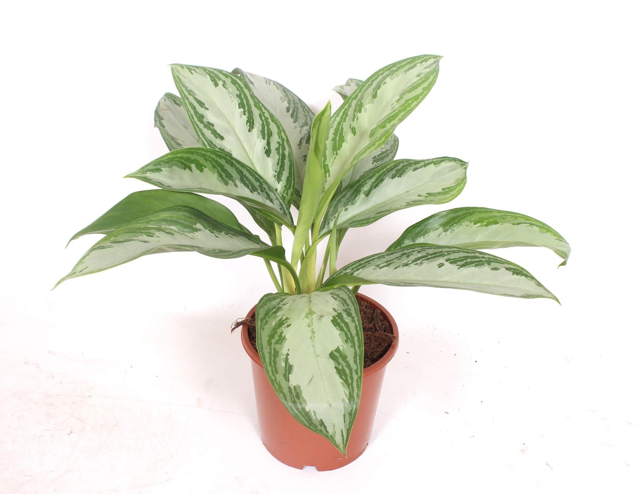 Горшечные цветы и растения оптом Aglaonema Silver Bay от 6шт из Голландии с доставкой по России