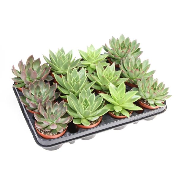 Горшечные цветы и растения оптом Echeveria Agavoides Mix от 12шт (для телеги) из Голландии с доставкой по России