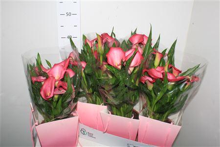 Горшечные цветы и растения оптом Zant Zazu 5+ от 6шт из Голландии с доставкой по России