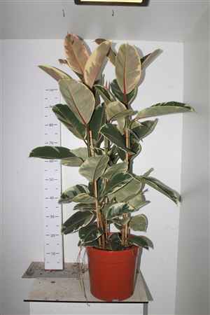 Горшечные цветы и растения оптом Fic El Tineke 3 Stekken 110cm от 1шт из Голландии с доставкой по России
