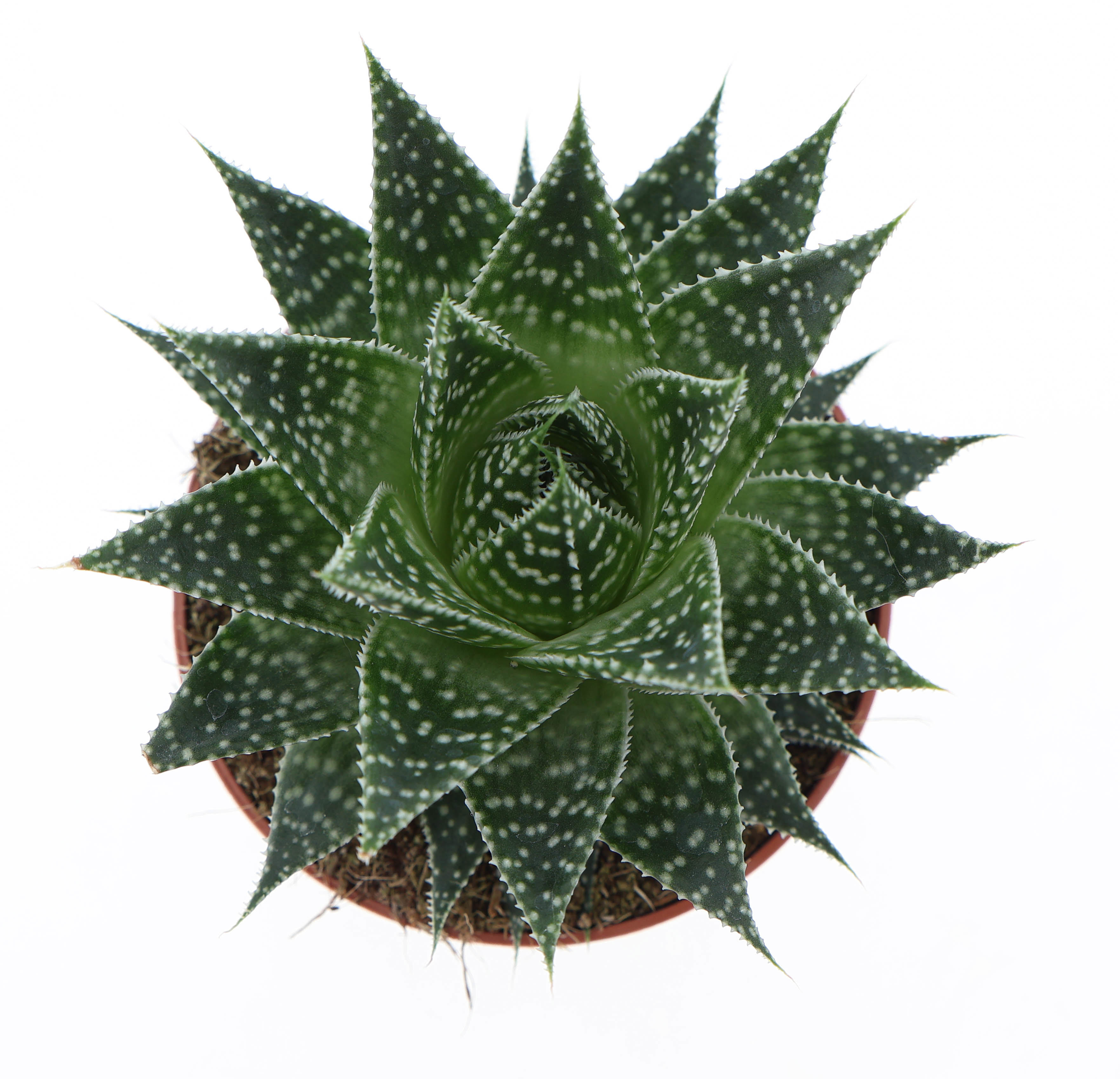 Горшечные цветы и растения оптом Gasteria Aurora от 8шт из Голландии с доставкой по России