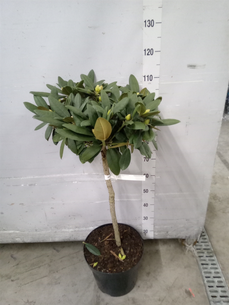 Горшечные цветы и растения оптом Rhododendron Yak.   ... от 1шт из Голландии с доставкой по России