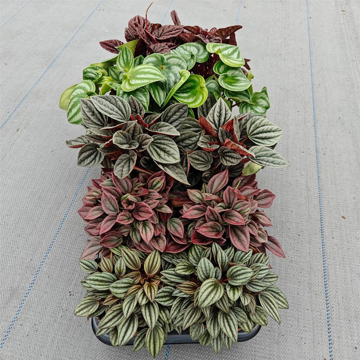 Горшечные цветы и растения оптом Peperomia Caperata Mix от 10шт из Голландии с доставкой по России
