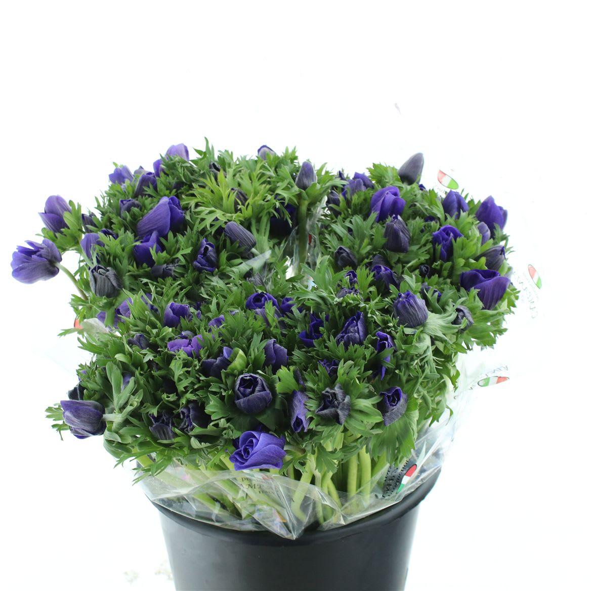 Срезанные цветы оптом Anemone mistral plus blue от 150шт из Голландии с доставкой по России