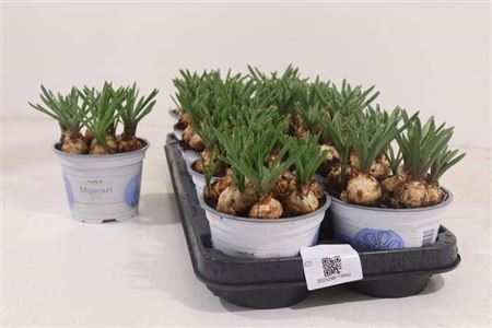 Горшечные цветы и растения оптом Muscar Armeniacum * Spring Deal * от 10шт из Голландии с доставкой по России