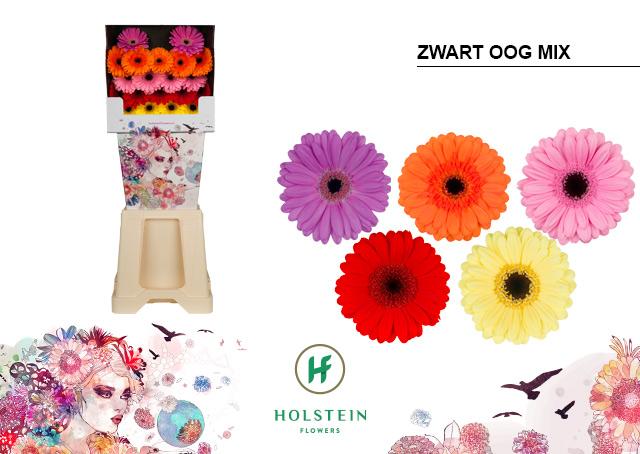 Срезанные цветы оптом Germini diamond mix in row от 80шт из Голландии с доставкой по России