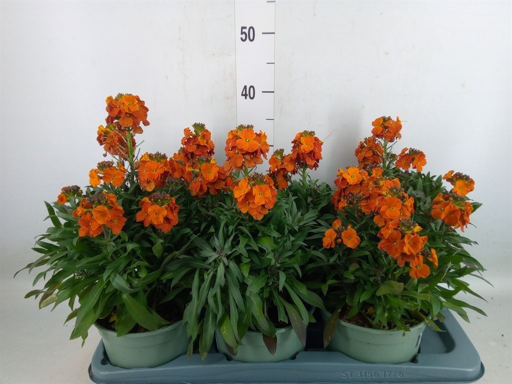 Горшечные цветы и растения оптом Erysimum Linifolium от 6шт из Голландии с доставкой по России