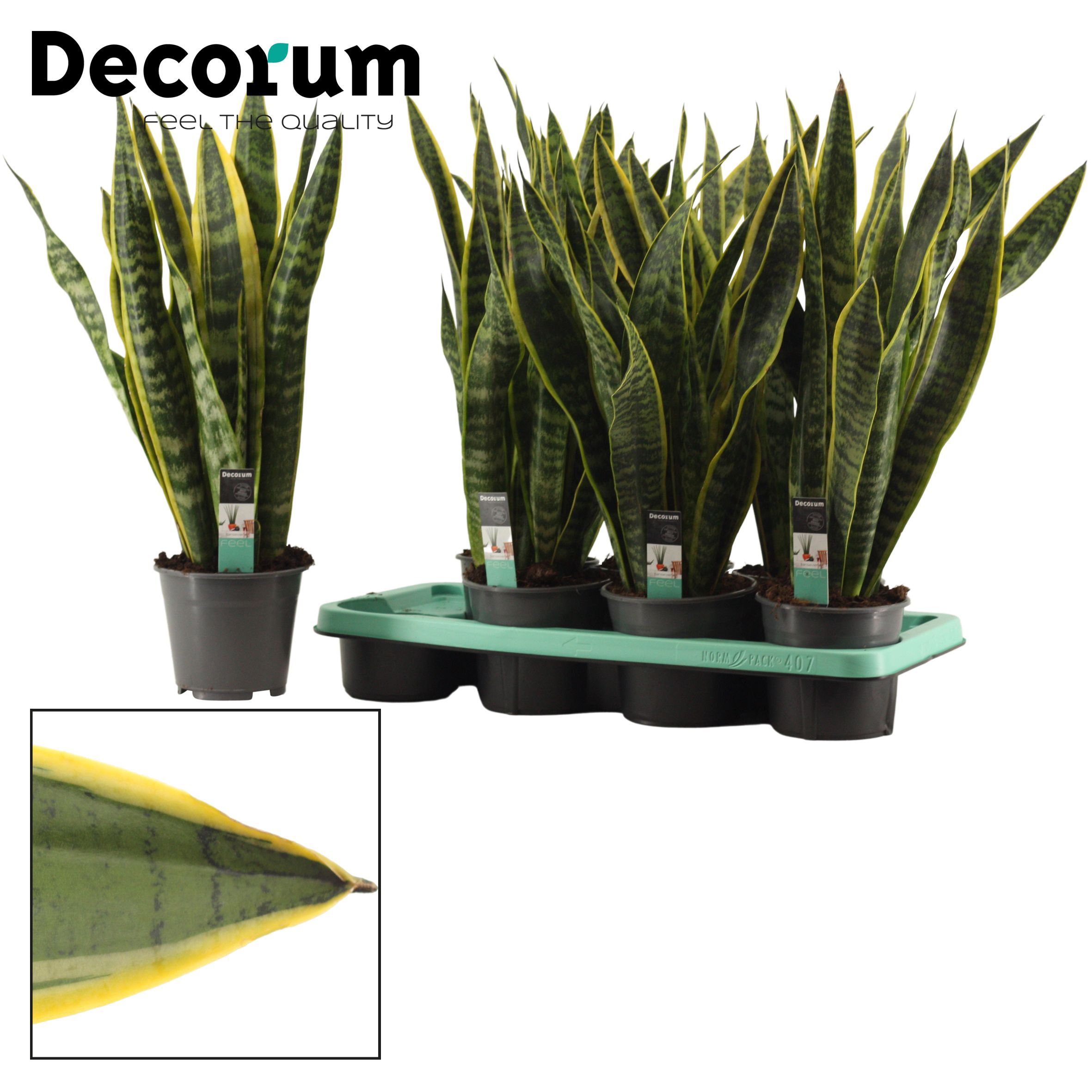 Горшечные цветы и растения оптом Sansevieria Laurentii (dec) от 7шт из Голландии с доставкой по России