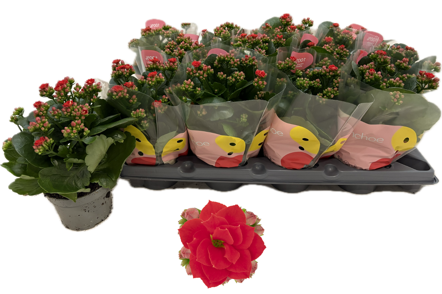Горшечные цветы и растения оптом Kal Ge Rf Noelle от 12шт из Голландии с доставкой по России