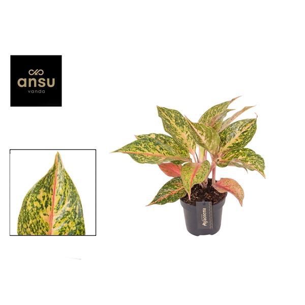 Горшечные цветы и растения оптом Aglaonema Samba Red от 6шт из Голландии с доставкой по России