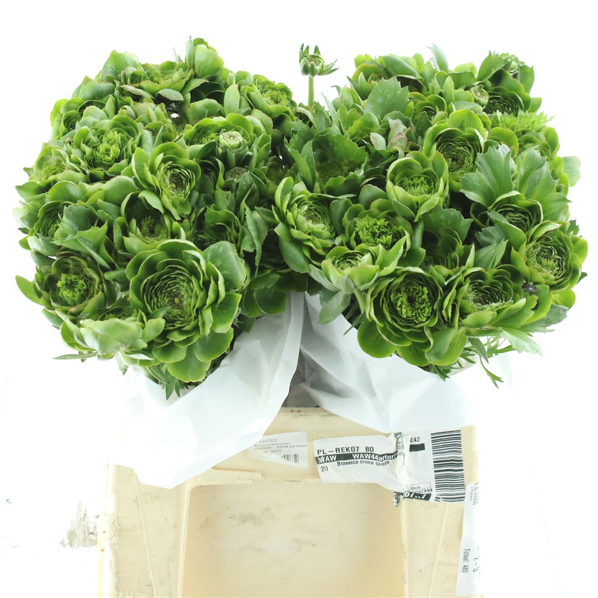 Срезанные цветы оптом Ranunculus pon pon riviera green от 60шт из Голландии с доставкой по России