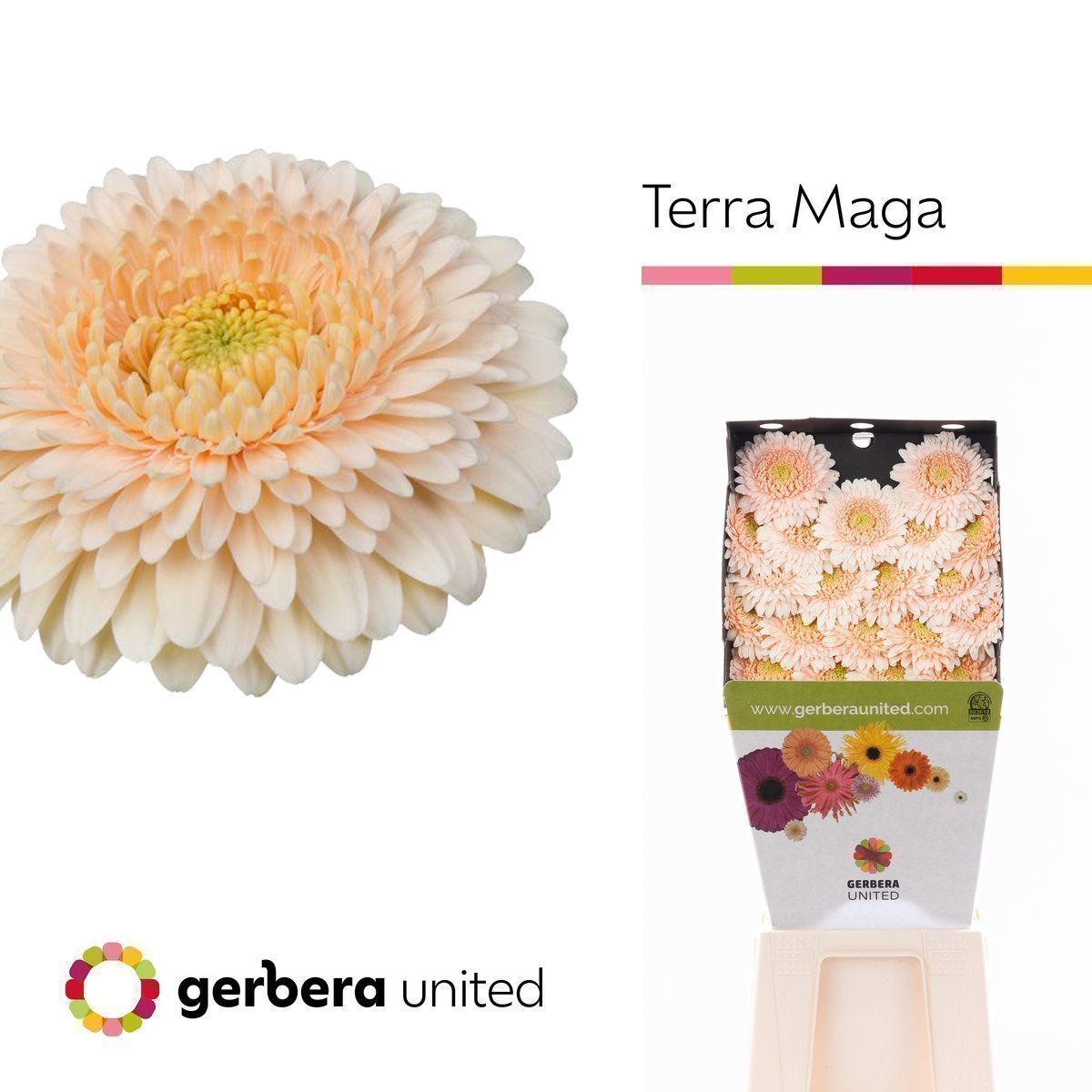 Срезанные цветы оптом Germini diamond terra maga от 40шт.. из Голландии с доставкой по России