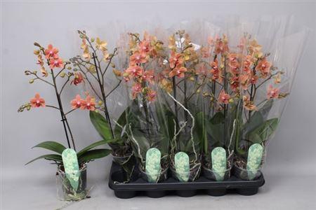 Горшечные цветы и растения оптом Phal Mf F Sunse Love 1 Branche 12+ Vertakt от 10шт из Голландии с доставкой по России