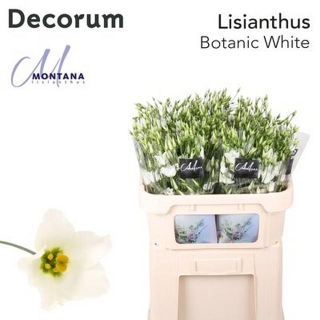 Срезанные цветы оптом Lisianthus si botanic white от 40шт из Голландии с доставкой по России
