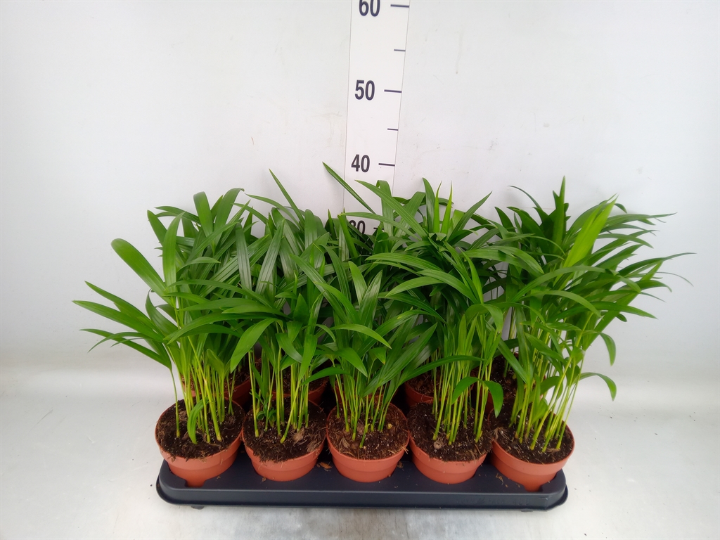 Горшечные цветы и растения оптом Dypsis Lutescens   ...chrysalidoca от 10шт из Голландии с доставкой по России