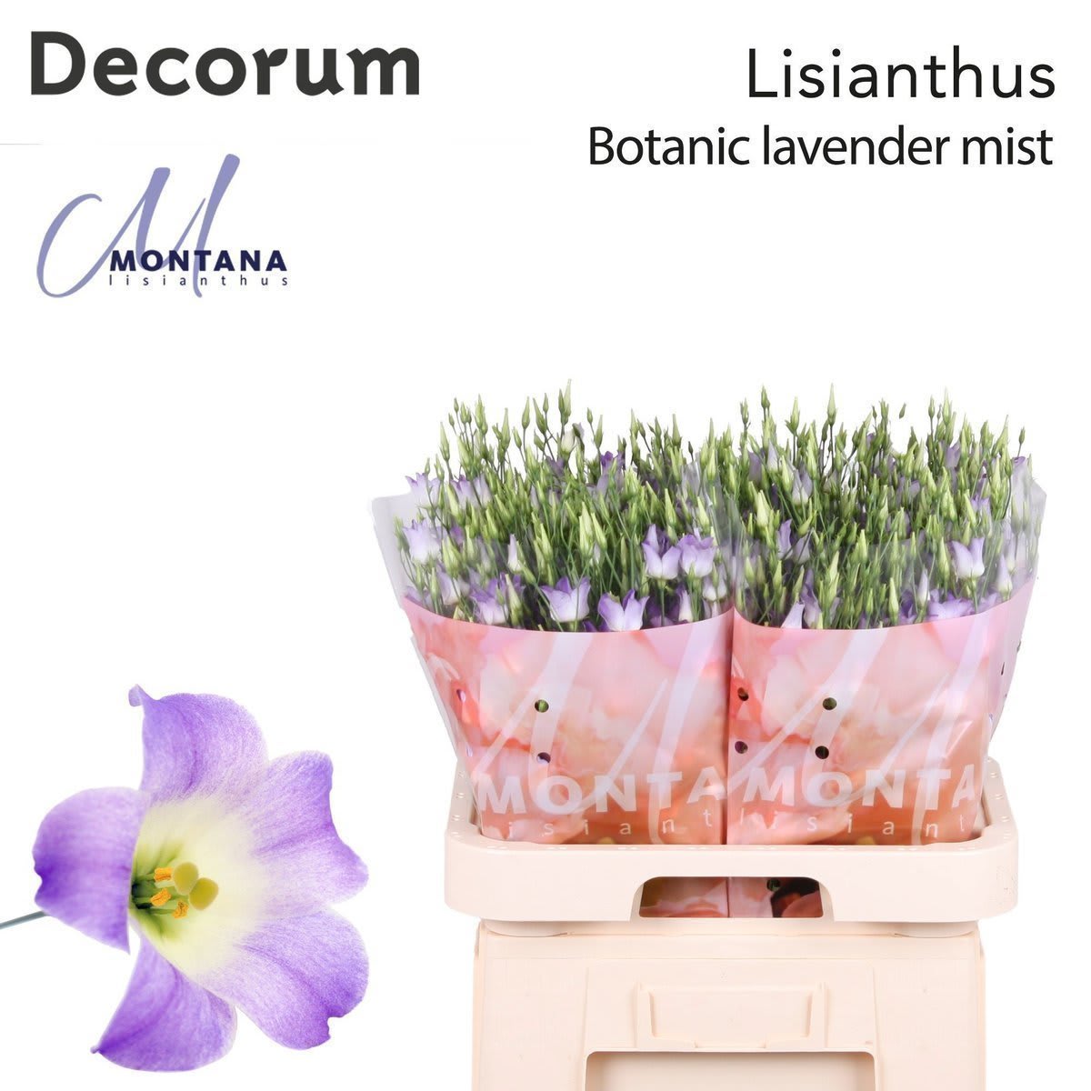 Срезанные цветы оптом Lisianthus do botanic lilac squash от 140шт.. из Голландии с доставкой по России