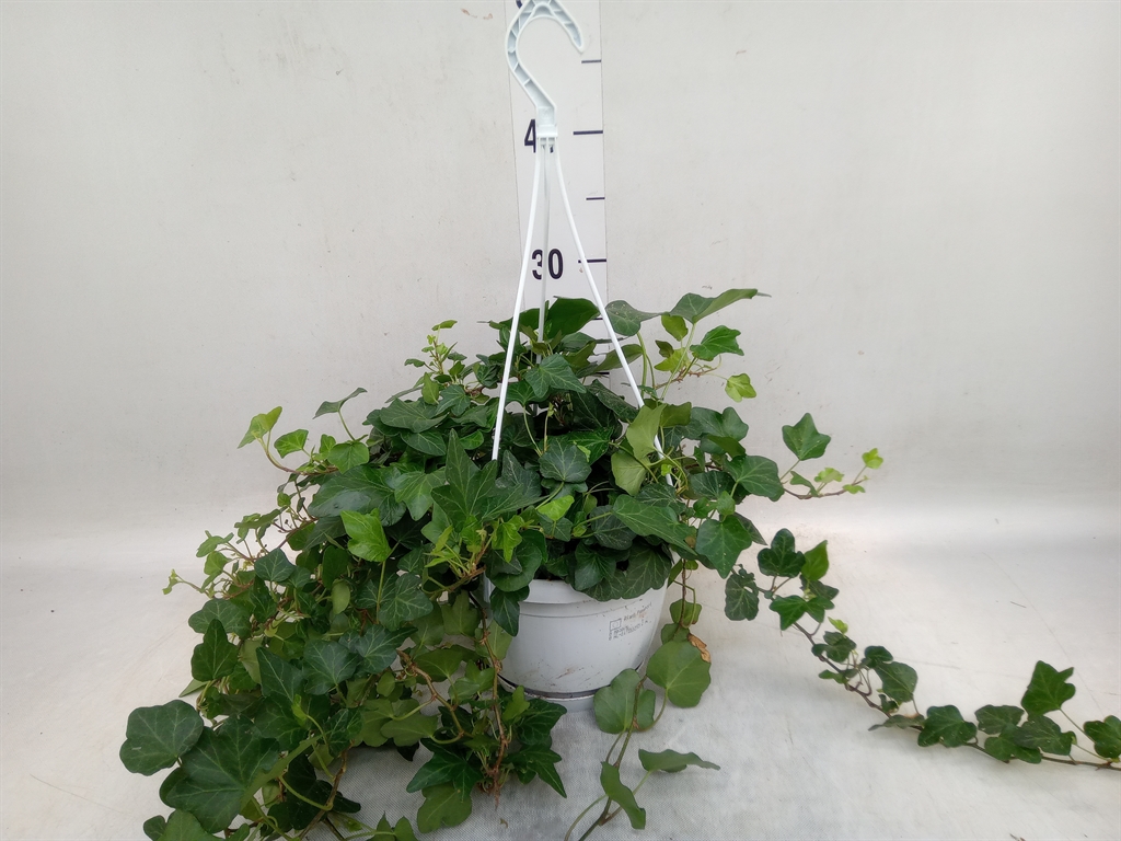Горшечные цветы и растения оптом Hedera Wonder от 5шт из Голландии с доставкой по России