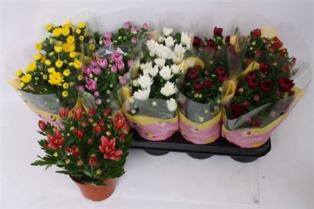 Горшечные цветы и растения оптом Chrysant Double Mix от 10шт из Голландии с доставкой по России