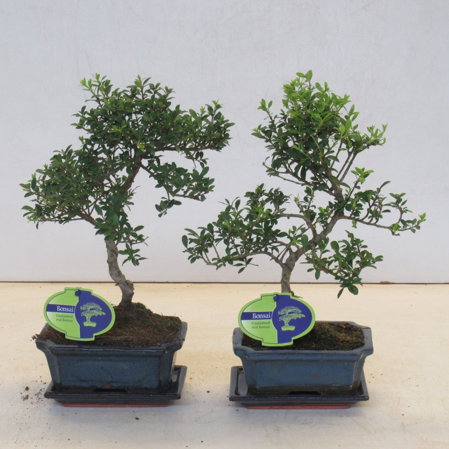 Горшечные цветы и растения оптом Bonsai Ilex Crenata,  Shape Small Leaf от 8шт из Голландии с доставкой по России