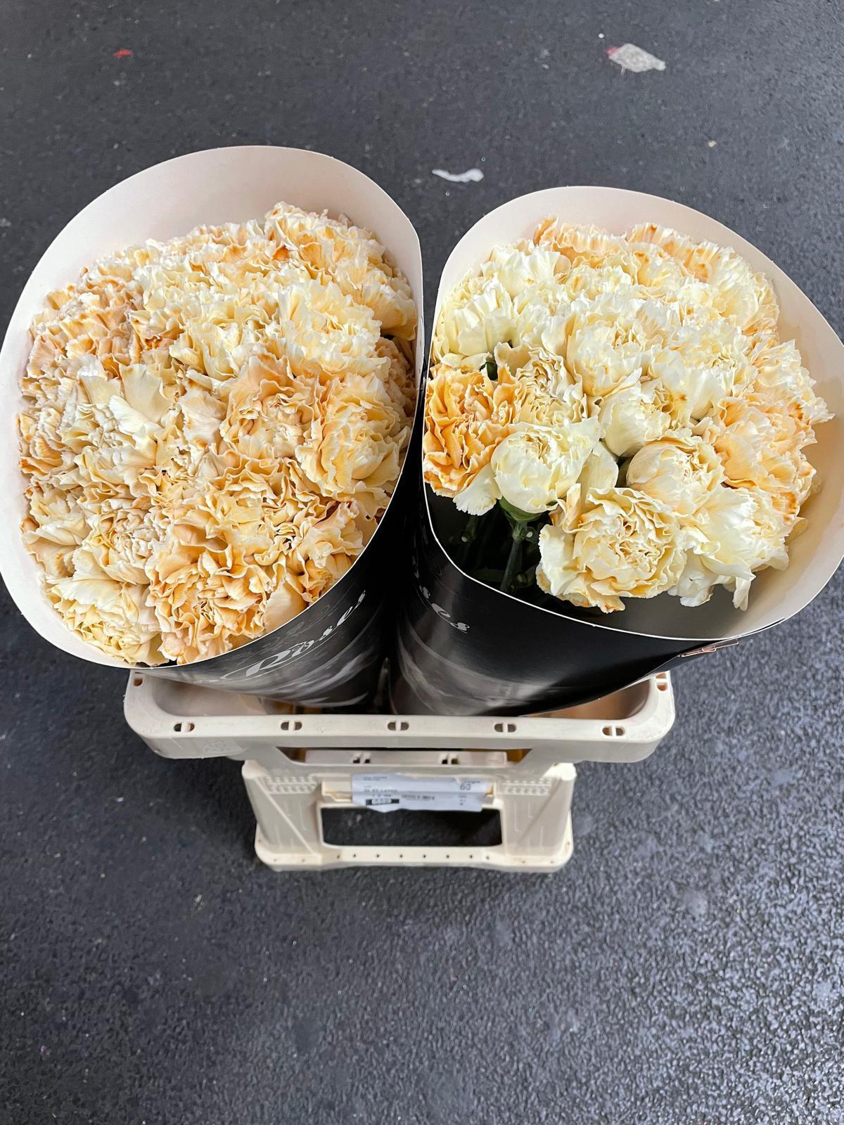 Срезанные цветы оптом Dianthus st paint cream от 40шт из Голландии с доставкой по России