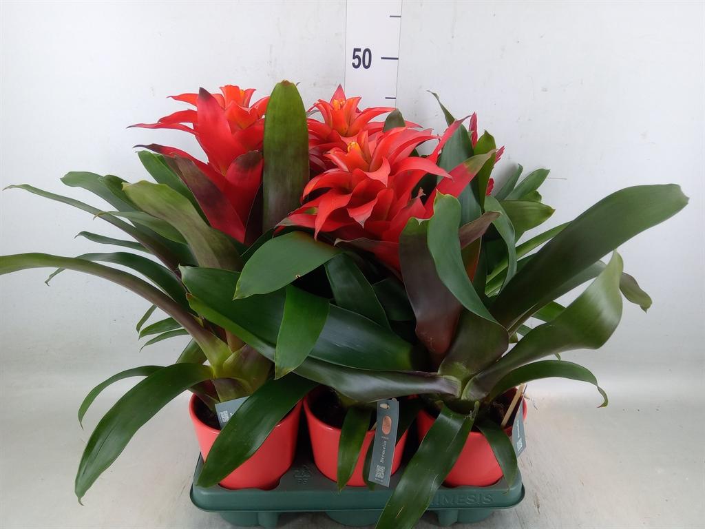 Горшечные цветы и растения оптом Bromelia   ...mix от 6шт из Голландии с доставкой по России