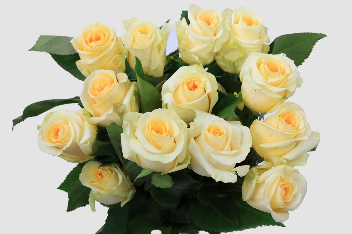 Срезанные цветы оптом Rosa ec creme de la creme от 125шт из Голландии с доставкой по России