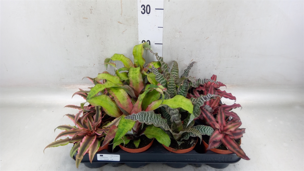 Горшечные цветы и растения оптом Cryptanthus   ...mix от 12шт (для телеги) из Голландии с доставкой по России