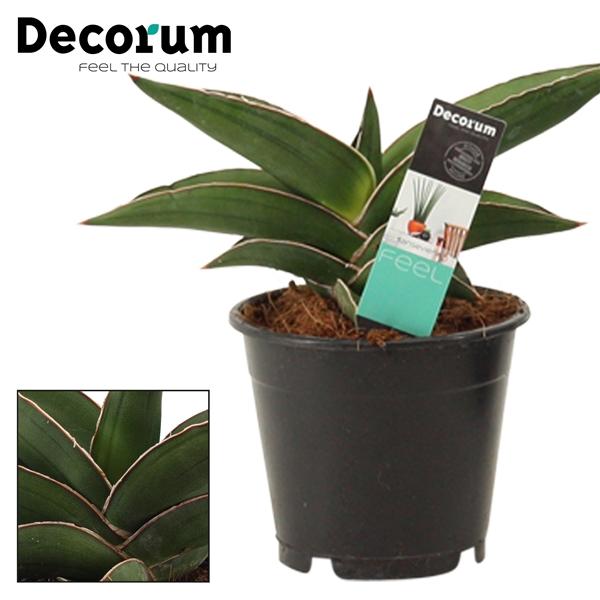Горшечные цветы и растения оптом Sansevieria Samurai (decorum) от 10шт из Голландии с доставкой по России