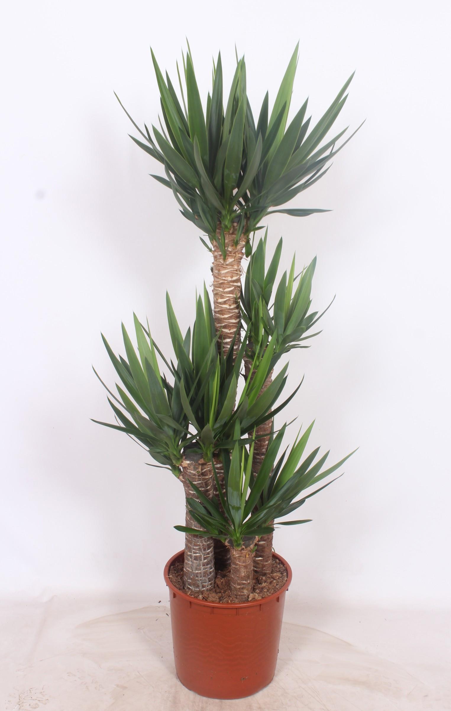 Горшечные цветы и растения оптом Yucca Elephantipes 120-90-60-30 Xl от 1шт из Голландии с доставкой по России
