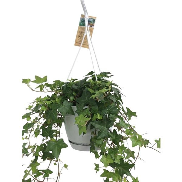 Горшечные цветы и растения оптом Hedera Green Hangpot от 5шт из Голландии с доставкой по России