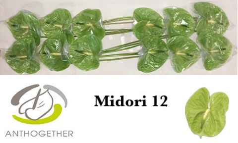 Срезанные цветы оптом Anthurium midori от 12шт из Голландии с доставкой по России