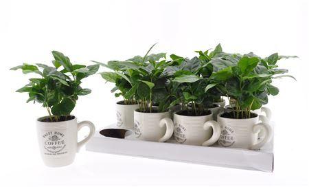 Горшечные цветы и растения оптом Coffea Arabica In Cups от 12шт (для телеги) из Голландии с доставкой по России