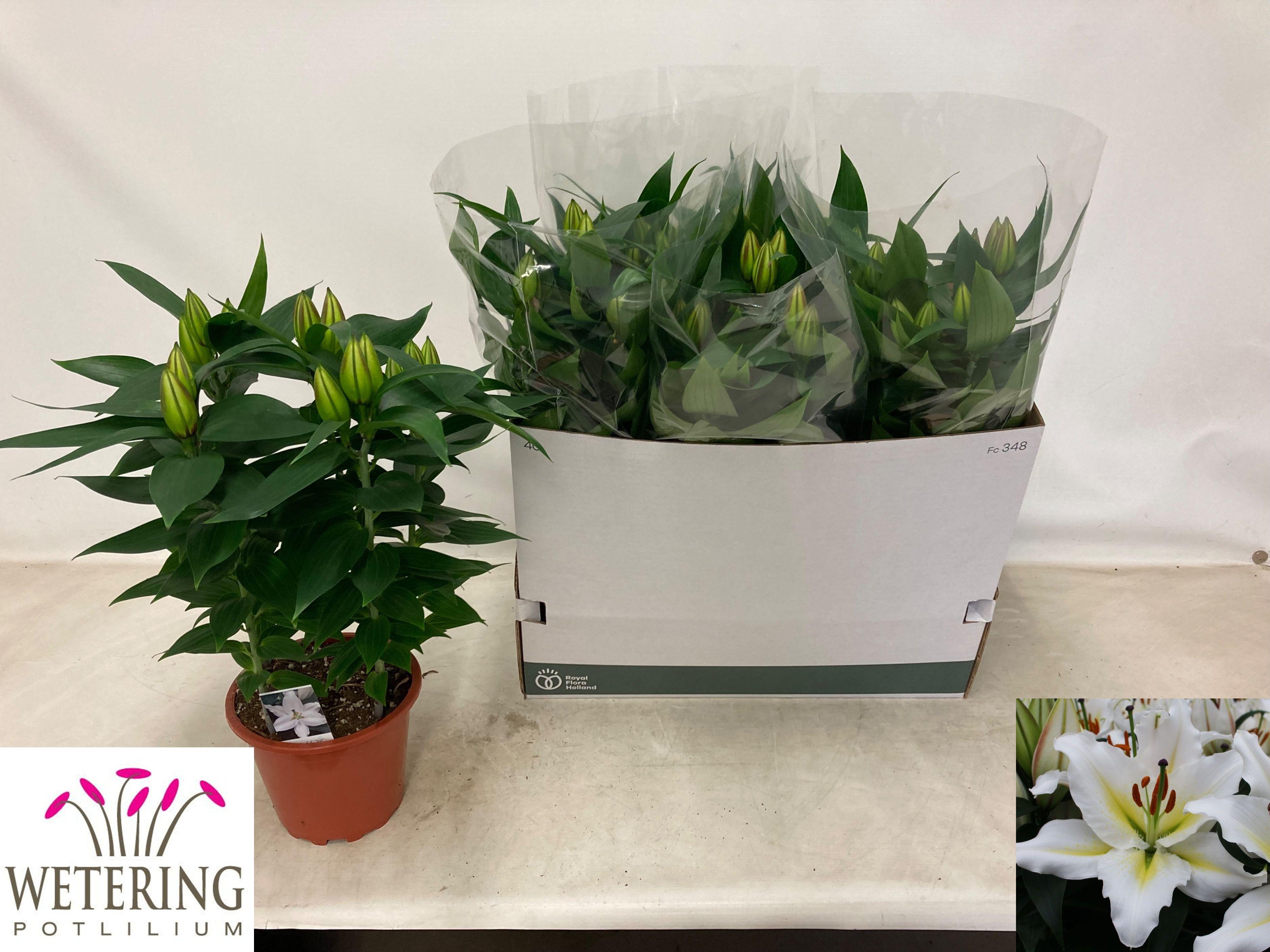 Горшечные цветы и растения оптом Lil Or Sunny Azores от 5шт из Голландии с доставкой по России