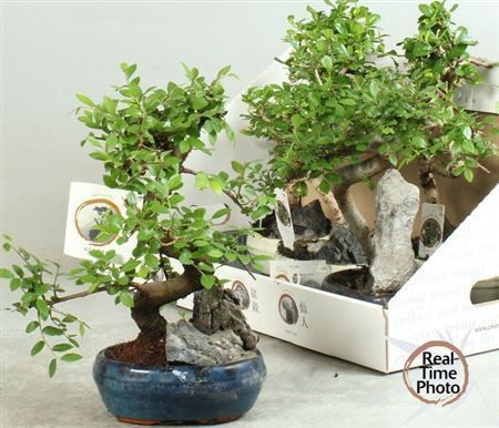 Горшечные цветы и растения оптом Bonsai Gem от 5шт из Голландии с доставкой по России