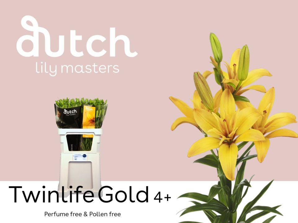 Срезанные цветы оптом Lilium la twinlife gold от 60шт из Голландии с доставкой по России
