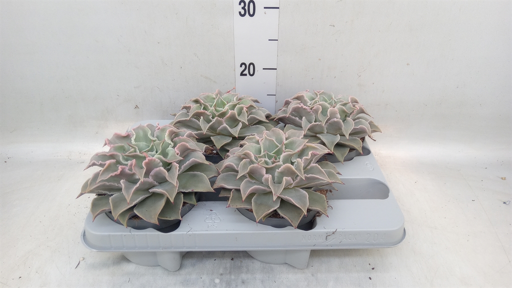 Горшечные цветы и растения оптом Echeveria   ... от 4шт из Голландии с доставкой по России